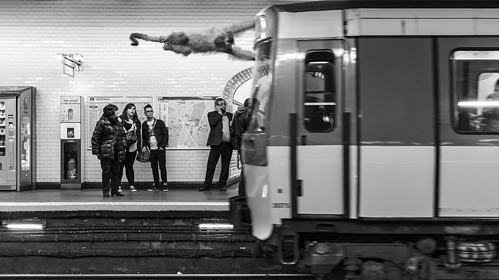 A exposição Animétro, apresentada na Millésime Gallery, em Paris, reúne fotomontagens de animais selvagens no metrô da capital francesa - Clarisse Rebotier e Thomas Subti