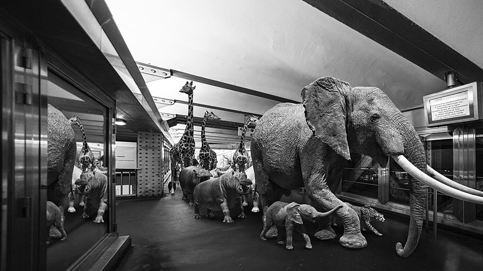 A exposição Animétro, apresentada na Millésime Gallery, em Paris, reúne fotomontagens de animais selvagens no metrô da capital francesa - Clarisse Rebotier e Thomas Subti