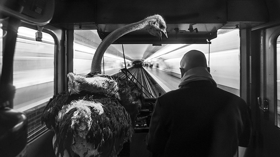 A exposição Animétro, apresentada na Millésime Gallery, em Paris, reúne fotomontagens de animais selvagens no metrô da capital francesa - Clarisse Rebotier e Thomas Subti