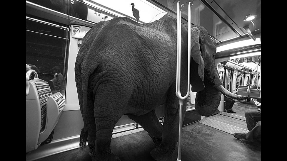 A exposição Animétro, apresentada na Millésime Gallery, em Paris, reúne fotomontagens de animais selvagens no metrô da capital francesa - Clarisse Rebotier e Thomas Subti