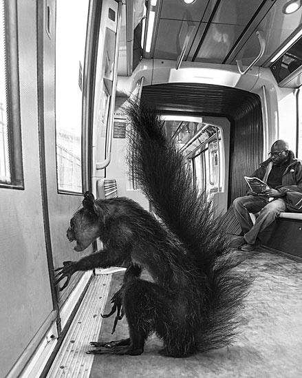 A exposição Animétro, apresentada na Millésime Gallery, em Paris, reúne fotomontagens de animais selvagens no metrô da capital francesa - Clarisse Rebotier e Thomas Subti
