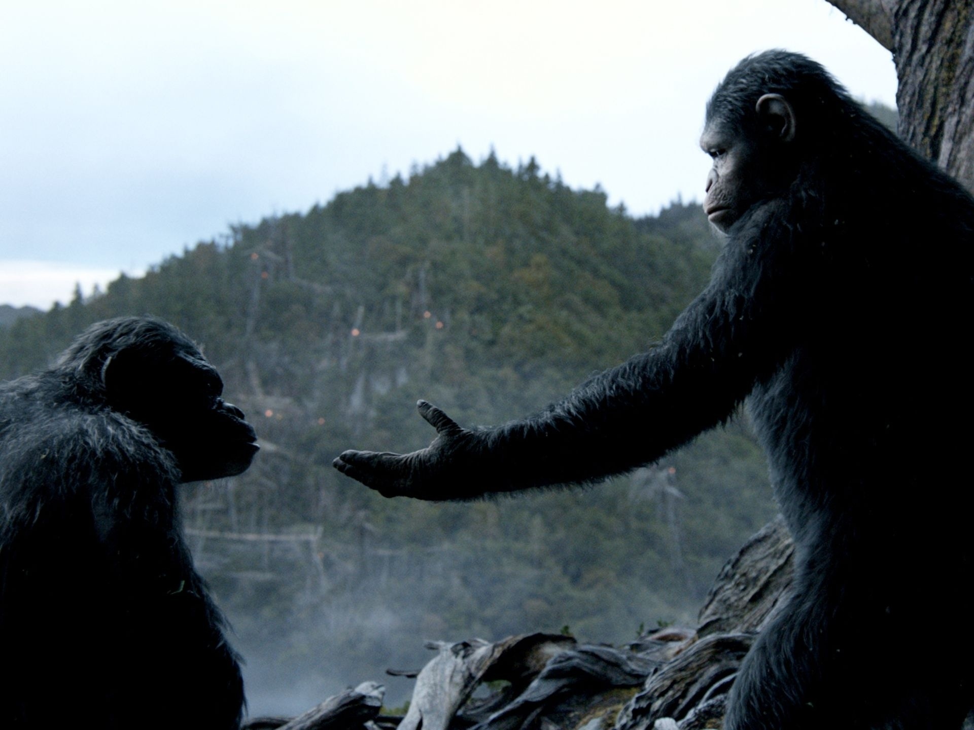 Cena de "Planeta dos Macacos: O Confronto" - Divulgação