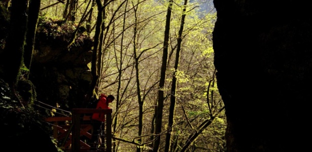 A absorção do CO2 nas florestas da Europa é duas vezes maior do que se pensava; na foto, floresta da Eslovênia, que possui até 60% do seu território coberto pela vegetação - Eduardo Vessoni/UOL