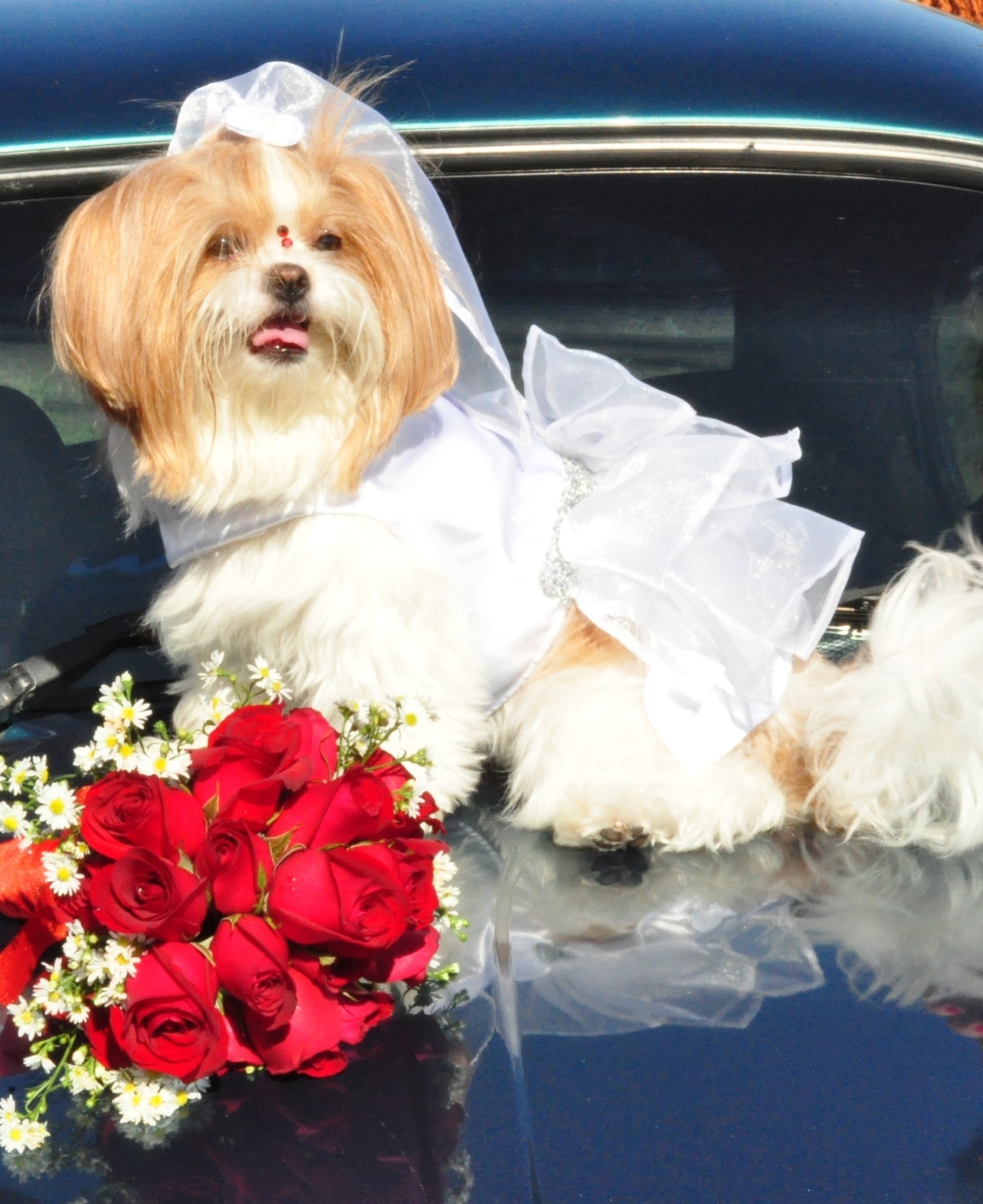 roupa de noiva para cachorro