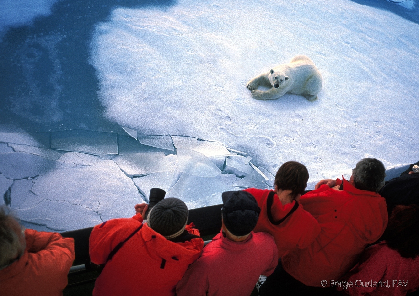Развлечения медведей. Путешествие на Северный полюс на ледоколе. Северный полюс Арктика. Северный полюс полярники. Тур на Северный полюс на ледоколе.