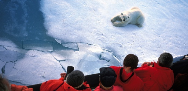 O tour pelo extremo norte permite ver os gigantes ursos polares em seu habitat natural - Divulgação