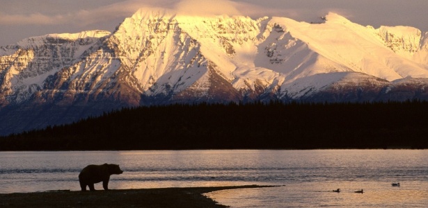 Nos cruzeiros pelo Alasca, turistas podem admirar ursos, baleias e montanhas nevadas - Divulgação/Norwegian Cruises
