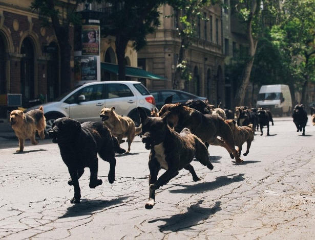 O filme húngaro "Feher Isten" (Deus Branco) foi gravado com cães de verdade - Divulgação