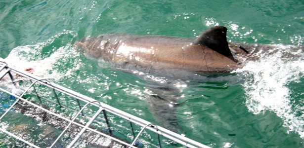 Surfista teria sido atacado por um tubarão - Divulgação/South African Tourism