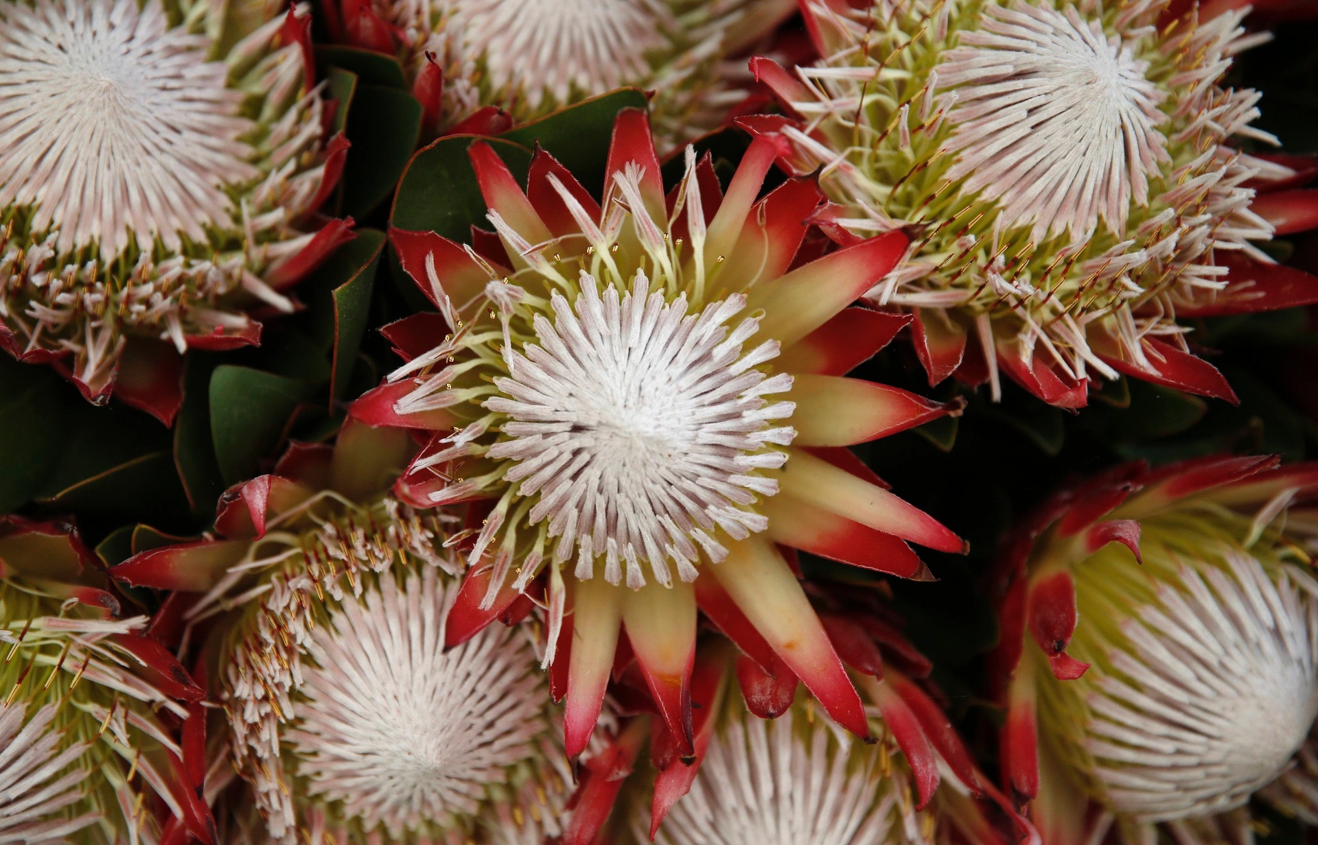 A protea (Protea Cynaroides), que homenageia o presidente sul-africano Nelson Mandela, e foi apelidada de "Mandiba" está exposta na mostra "Maravilhas da Cidade do Cabo" durante a Chelsea Flower Show, organizada pela Royal Horticultural Society (RHS), em Londres, de 20 a 24 de maio de 2014. A primeira mostra de flores e paisagismo apresentada pela RHS data de 1862 - Reuters/Suzanne Plunkett