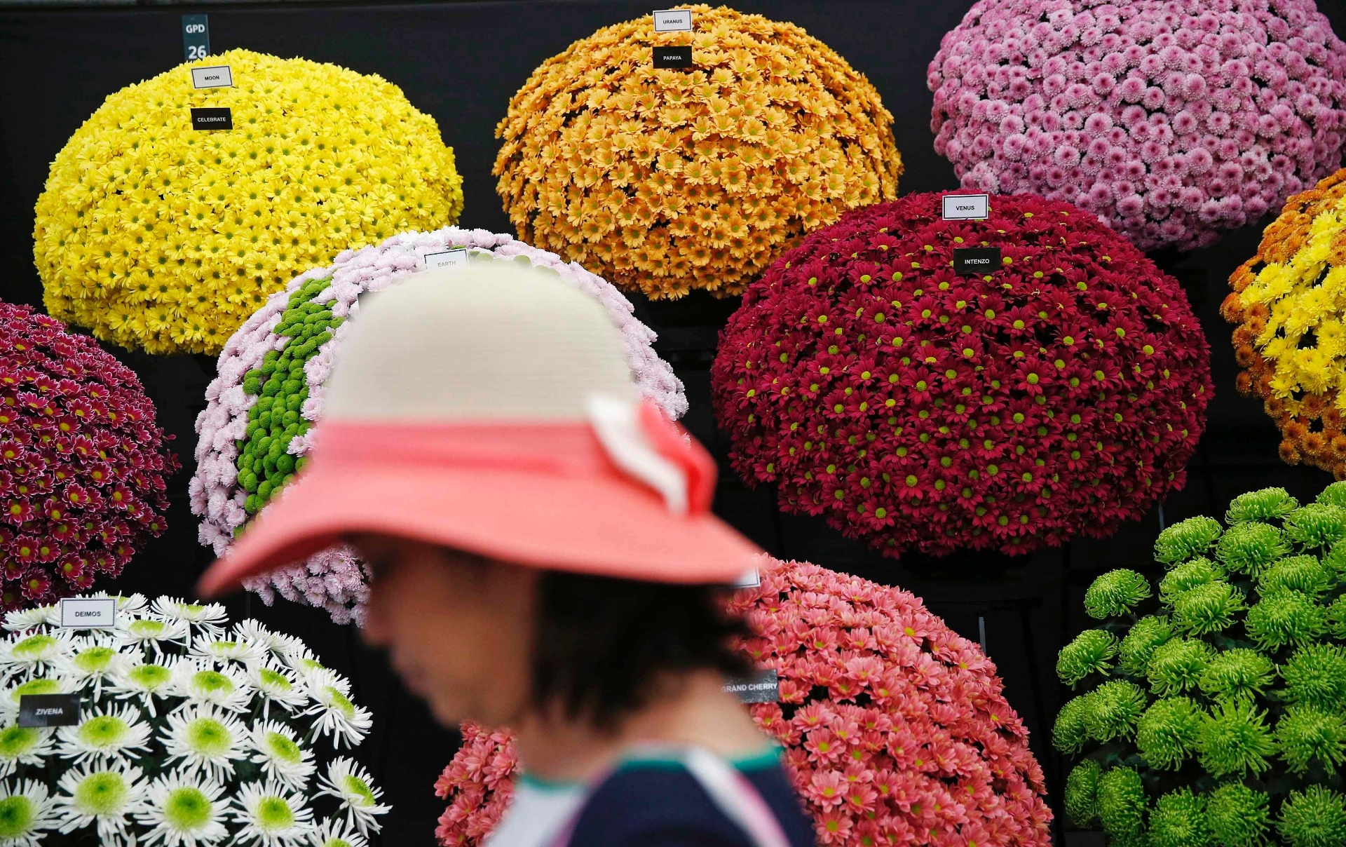 Visitante passa por uma exposição de crisântemos durante a Chelsea Flower Show, organizada pela Royal Horticultural Society (RHS), em Londres, de 20 a 24 de maio de 2014. A primeira mostra de flores e paisagismo apresentada pela RHS data de 1862 - Reuters/Suzanne Plunkett
