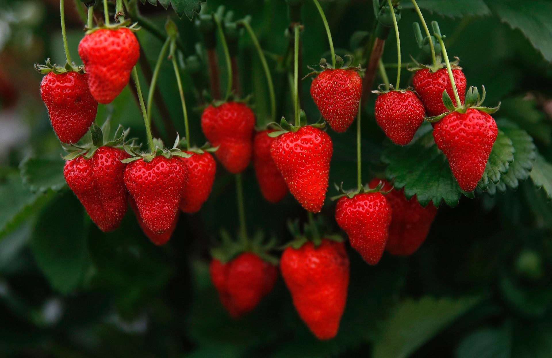 Morangos são apresentados na Chelsea Flower Show, organizada pela Royal Horticultural Society (RHS), em Londres, de 20 a 24 de maio de 2014. A primeira mostra de flores e paisagismo apresentada pela RHS data de 1862 - Reuters/Suzanne Plunkett