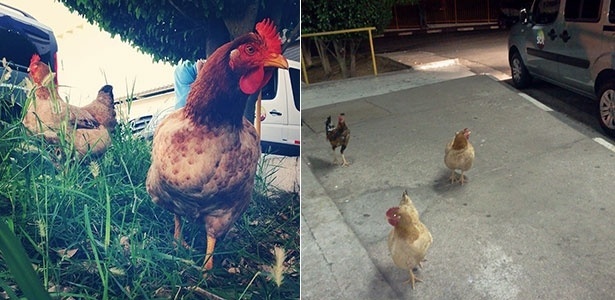 Duas e galinhas e um galo vivem no estacionamento do SBT, em São Paulo