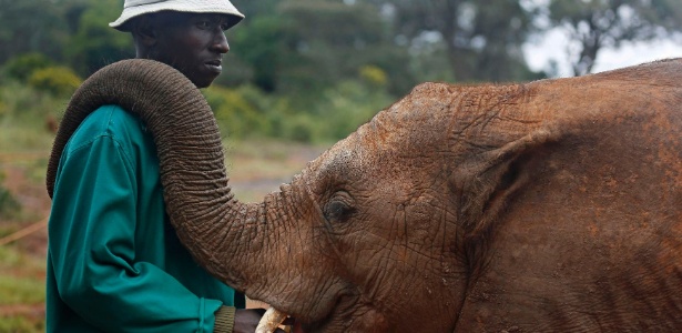 De acordo com dados da Fundação David Sheldrick Wildlife Trust, um elefante é morto a cada 15 minutos na África - REUTERS/Mark Wessels 