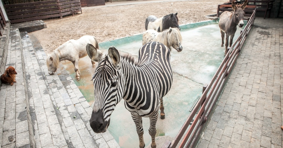 23.mai.2014 - A zebra Mortadela e o jumento Queco se dividem entre os minicavalos no espaço reservado para eles na casa do cantor e herdeiro da Galeria Pagé, Reinaldo Kherlakian