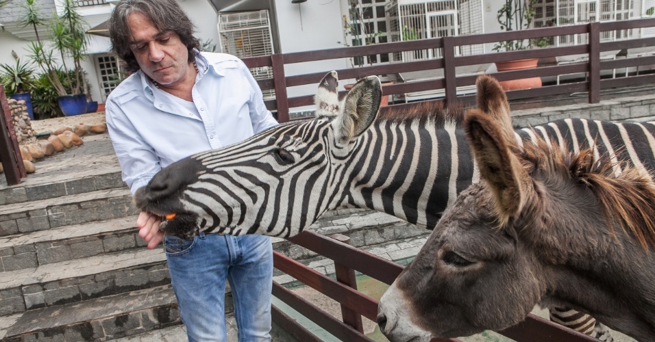 23.mai.2014 - "Sinto um prazer muito grande em alimentá-los", diz Reinaldo ao dar cenouras para zebra Mortadela