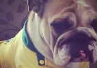 Na torcida pelo Brasil, Maria Melilo coloca camisa da seleção em sua cachorra - Reprodução/Instagram/mariamelilo