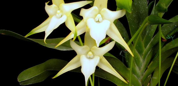 Fotos: Gosta de orquídeas? Veja variedades belíssimas e aprenda sobre o  cultivo - 29/07/2014 - UOL Universa