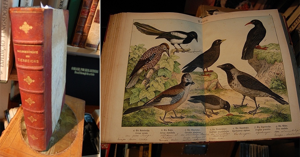 01.ago.2014 - Capa de um livro alemão sobre pássaros, de 1860, à venda por R$ 8.000 no FranSebo, na Flip 2014, em Paraty - Rodrigo Casarin/UOL