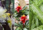 Bromélias, samambaias e orquídeas enfeitam o jardim em troncos e suportes - Divulgação/ Getty Images/ Montagem UOL