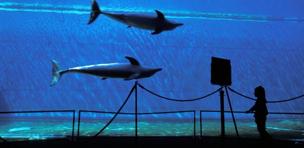 O aquário da cidade de Gênova tem cerca de 12 mil animais de 600 espécies - AFP - France Presse