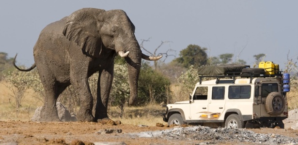 Elefante se aproxima de veículo, durante safari na Botsuana - Getty Images