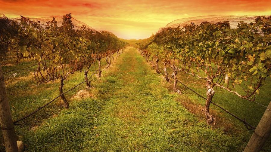As vinícolas de Napa não são o único local para aproveitar o vinho na Califórnia  - Getty Images