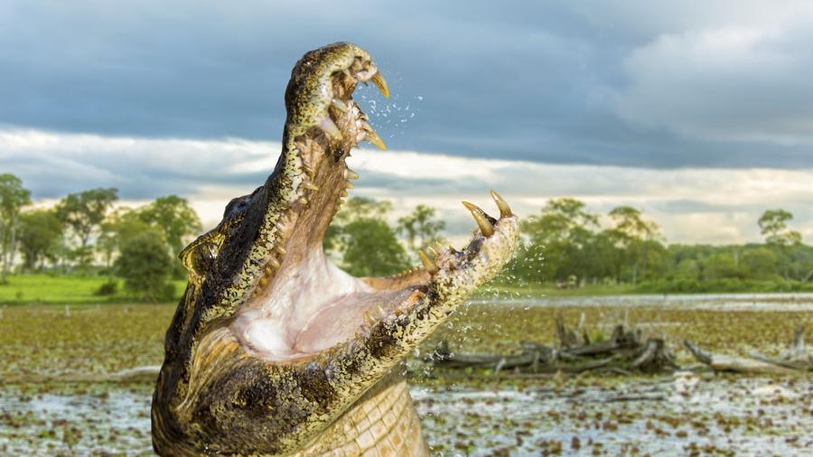 Temporada seca no Pantanal facilita o avistamento de animais, como o jacaré - Getty Images