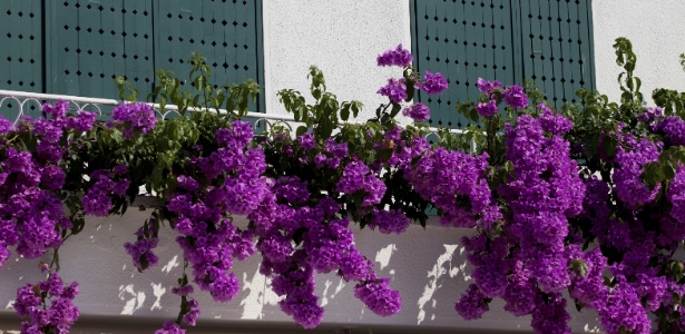 Primavera em casa: cultive a planta com o nome (e a cara) da estação -  18/09/2014 - UOL Universa