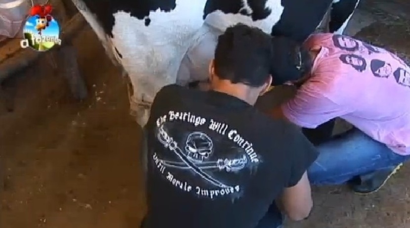 Diego e Marlos ordenham a vaca sob orientação do caseiro