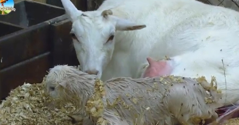01.out.2014 - Filhote de cabra nasce no confinamento e recebe o nome de Vitória
