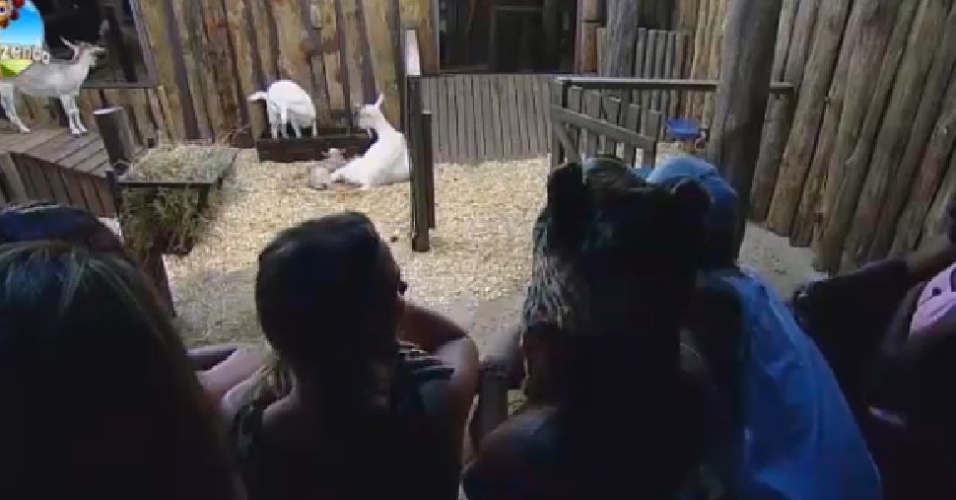 01.out.2014 - Peões de "A Fazenda 7" se emocionam com nascimento de cabra