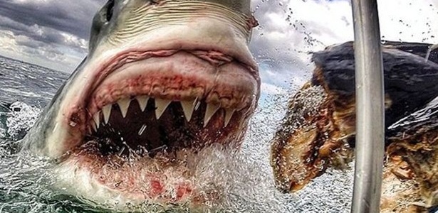 A imagem do predador foi captada nas águas que cercam Mossel Bay - Instagram/Amanda Brewer