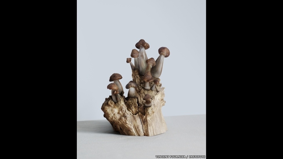 Acima, o Cortinarius "Fungus aridus", que pode tolerar ambientes áridos graças a uma injeção de genes modificados retirados de um camelo - Vincent Fournier/Institute