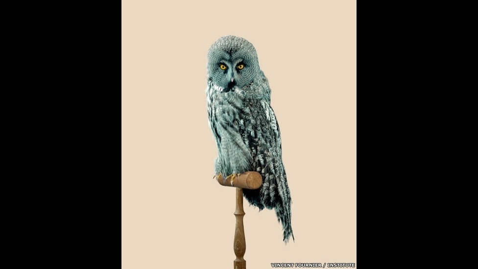 Artista francês imagina espécies modificadas pelo homem, como esta coruja cinzenta com penas resistentes a predadores - Vincent Fournier/Institute