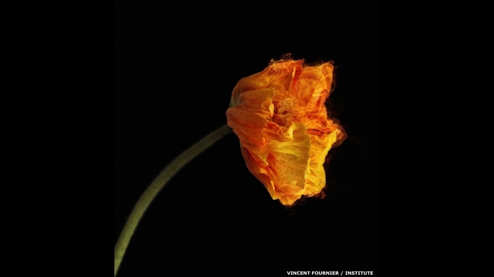 O artista francês Vincent Fournier misturou ficção e biologia sintética para criar uma série de "criaturas do futuro" modificadas pelo homem. Acima, o pavão "Pavo Exoscelutus". Na imagem acima, uma papoula reluzente de cor viva, a "Ignis Ubinanae", uma flor com plasma - Vincent Fournier/Institute