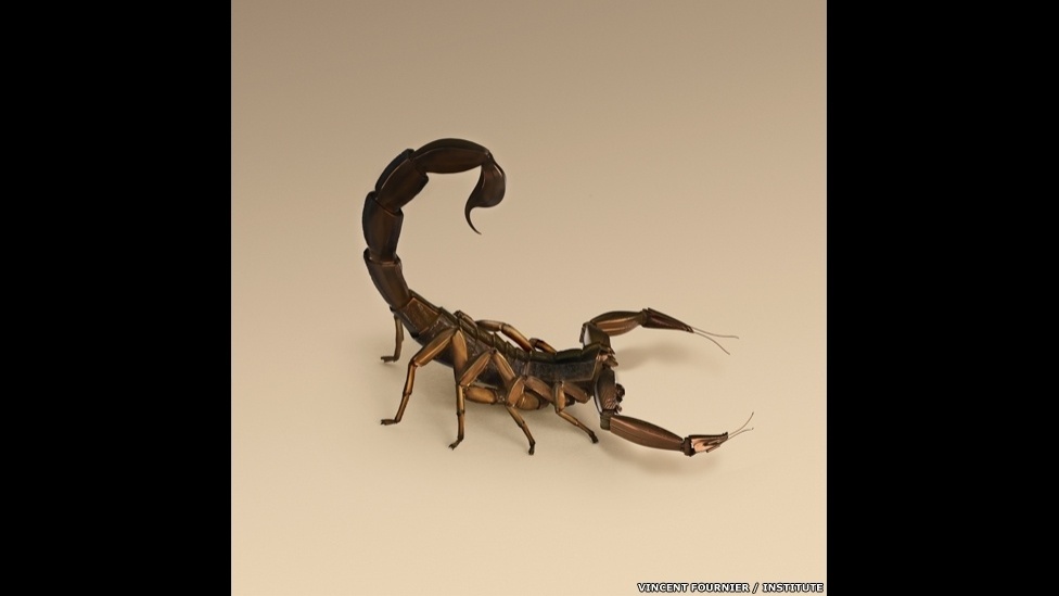 O artista francês Vincent Fournier misturou ficção e biologia sintética wm uma exploração da relação entre intervenção humana na natureza e a evolução natural. Ele imaginou váris espécies modificadas pelo homem, como o escorpião "Orbus Chirurgia", que será usado para cirurgias semiautomáticas - Vincent Fournier/Institute