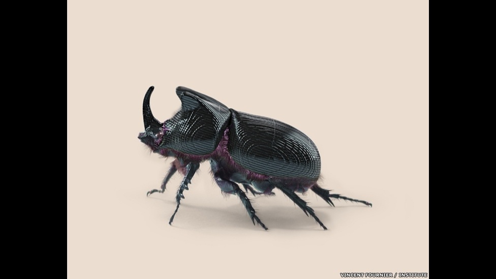 O artista francês Vincent Fournier misturou ficção e biologia sintética wm uma exploração da relação entre intervenção humana na natureza e a evolução natural. Este besouro, Orytes trasmissionis recebeu um GPS em seu chifre, que finciona como uma antena integrada - Vincent Fournier/Institute