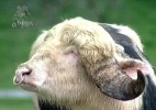 De xixi na calça a ataque de búfalo; Veja os fatos inusitados de "A Fazenda 7" - Reprodução/Record