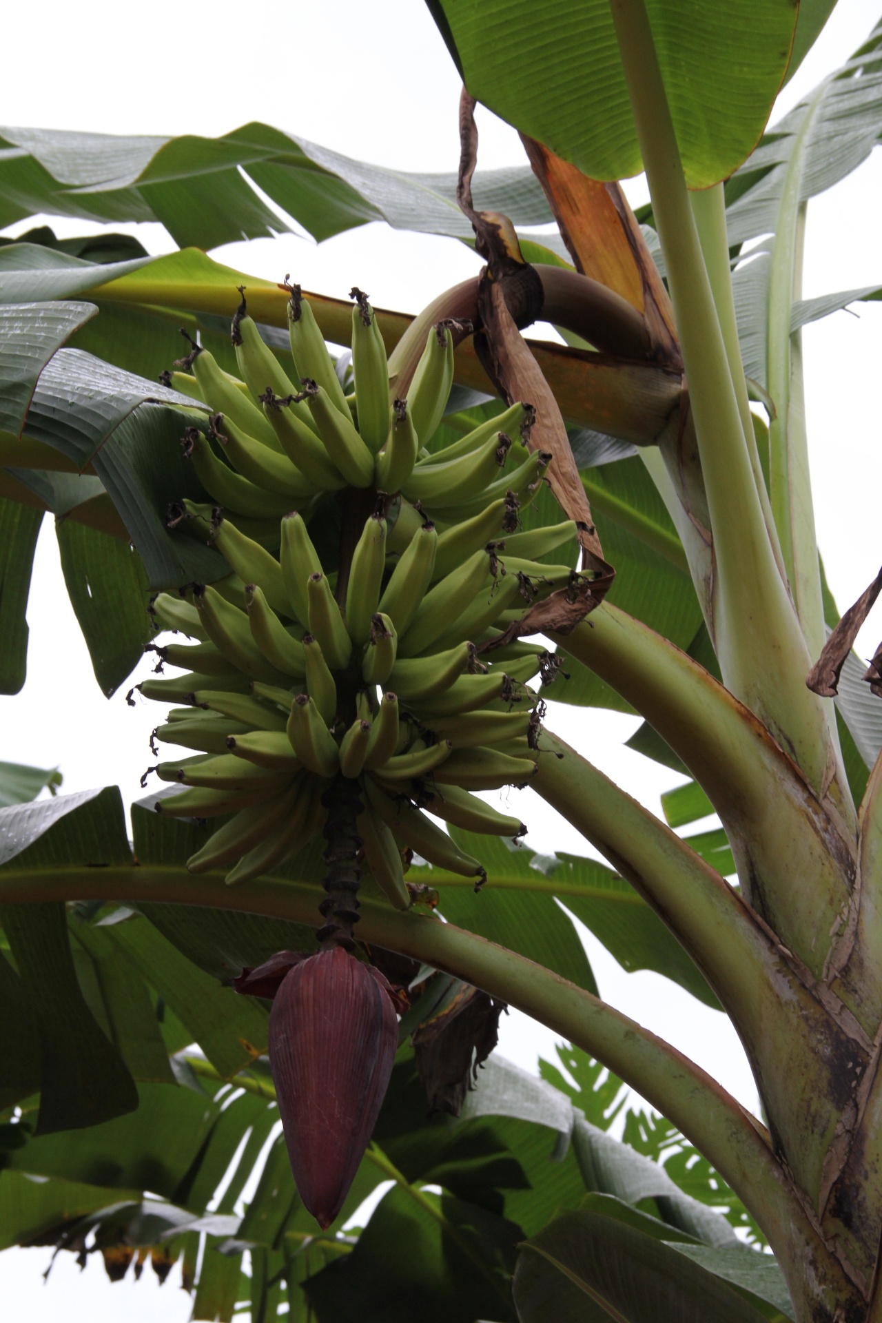 Banana-da-terra - Edson Perito Amorim/ Divulgação