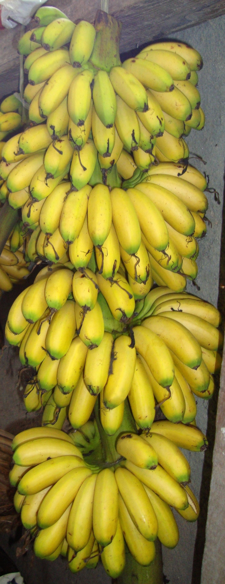 Banana ouro - Sebastião de Oliveira e Silva/ Divulgação