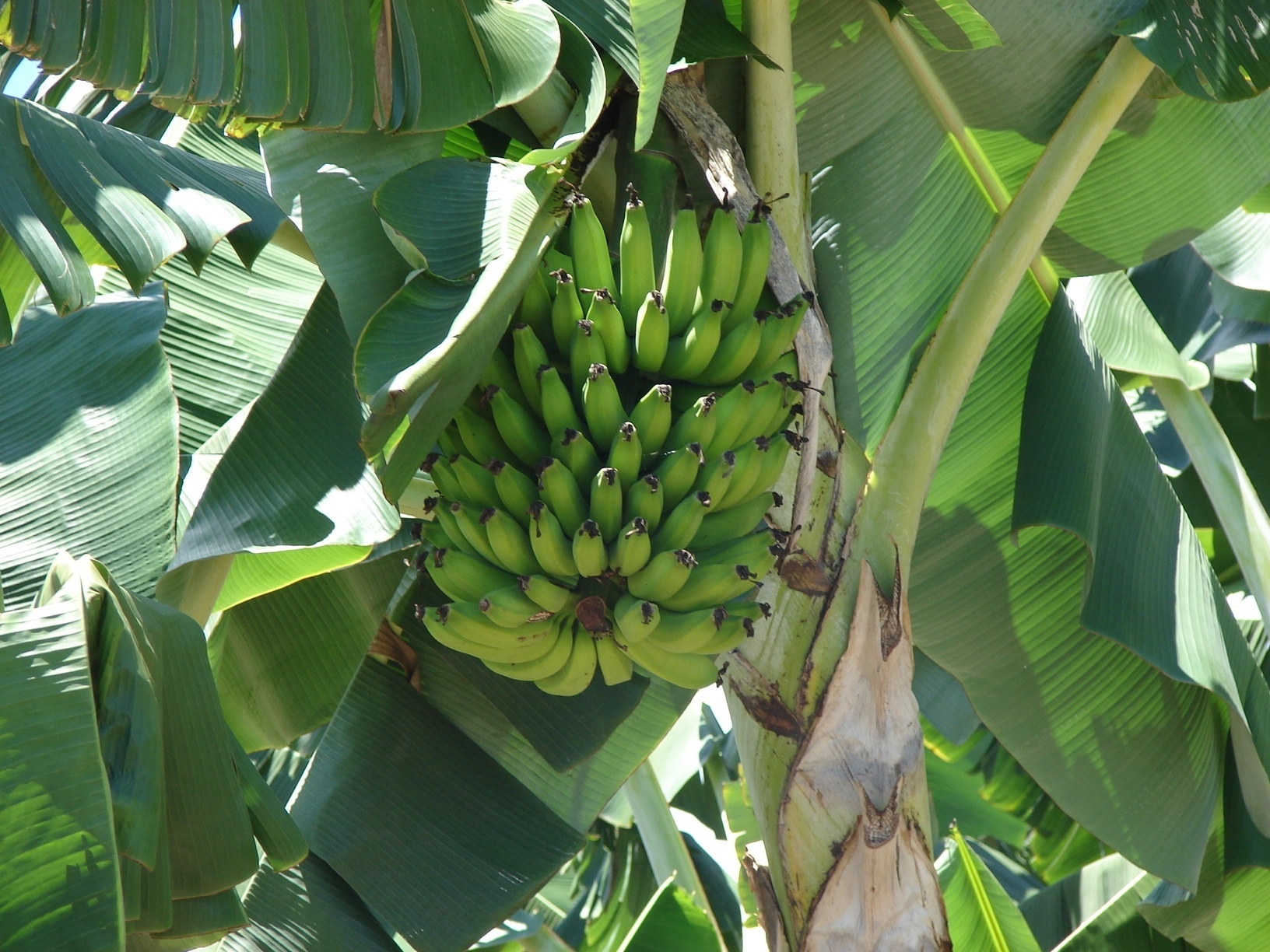 Banana prata - Léa Cunha/ Divulgação