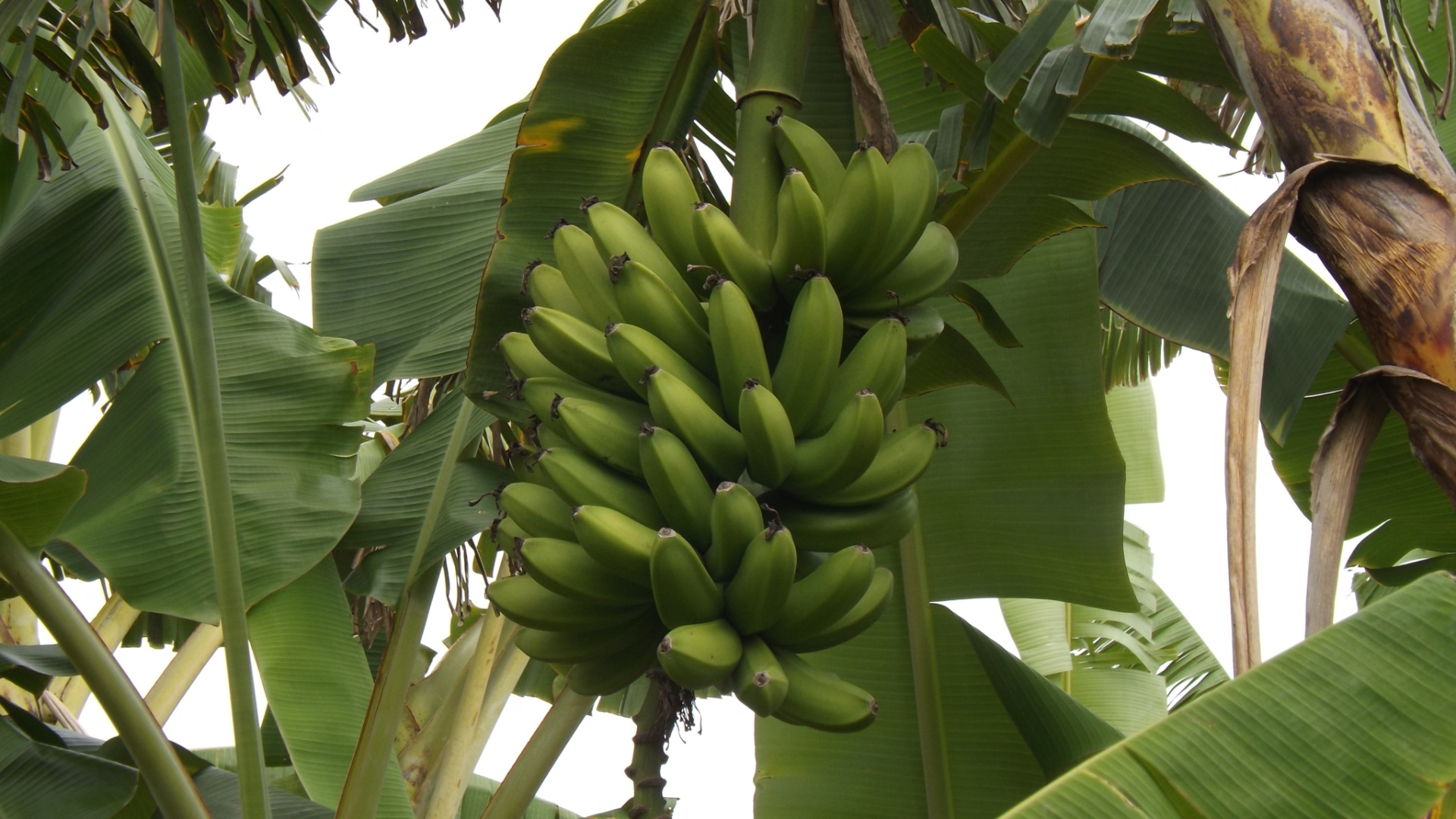 Banana prata anã - Verena Pereira/ Divulgação