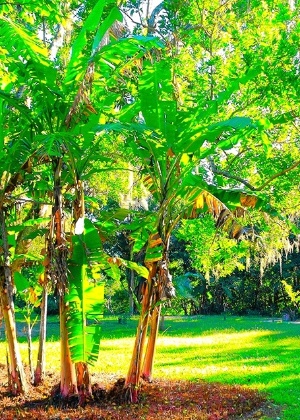Bananeiras no quintal - Getty Images - Getty Images