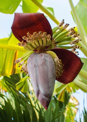 Cacho de bananas em formação - Getty Images - Getty Images