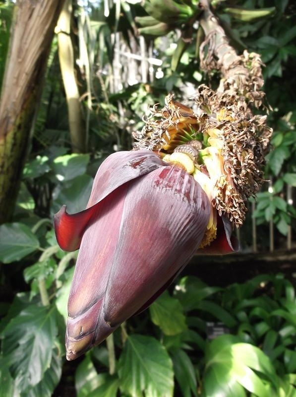 Musa acuminata ssp.zebrina (usar apenas no respectivo material) - Emöke Dénes/ Wikimedia Commons