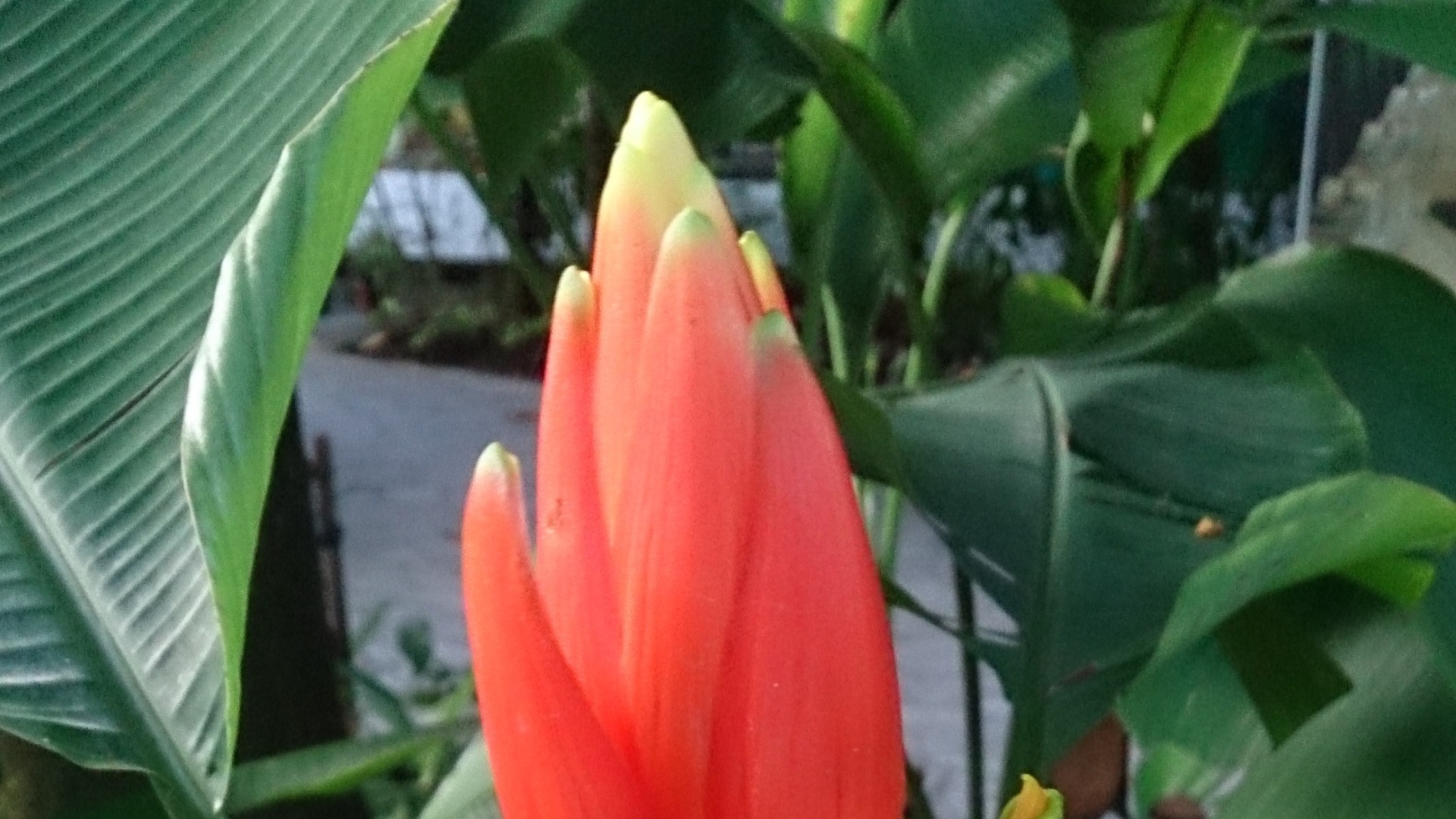 Musa coccinea ou bananeira vermelha (usar apenas no respectivo material) - Mokkie/ Wikimedia Commons