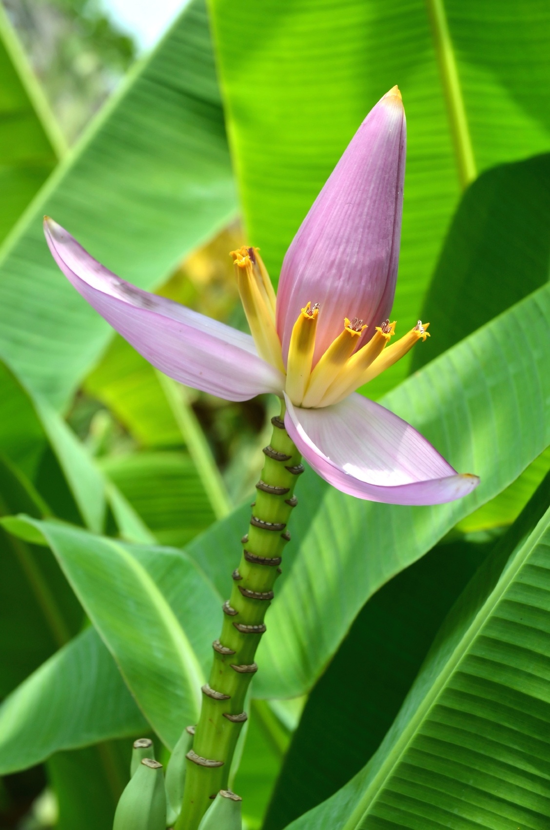 Musa ornata - bananeira com inflorescência rosa - Getty Images