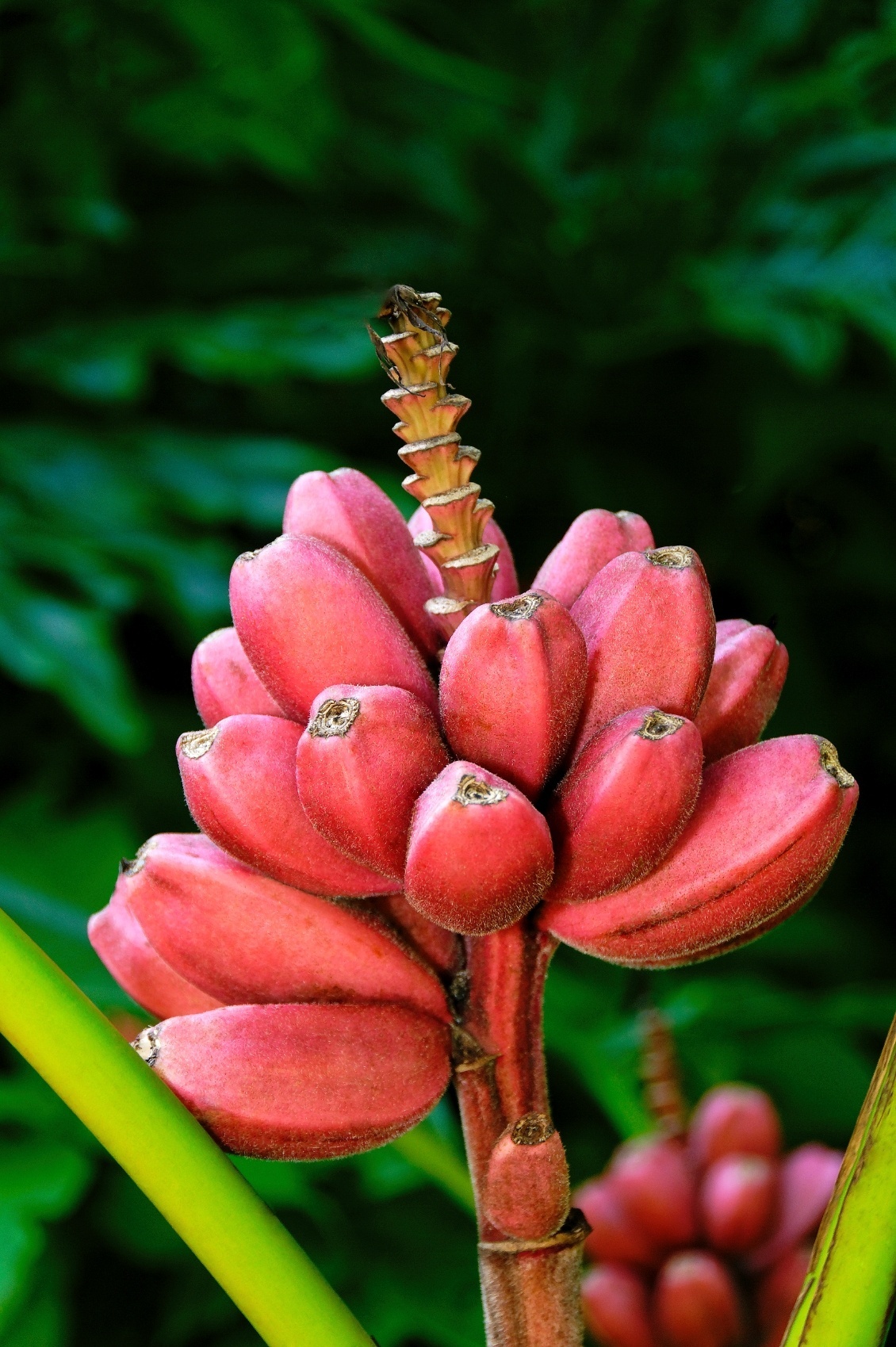 Musa velutina - bananeira - Getty Images