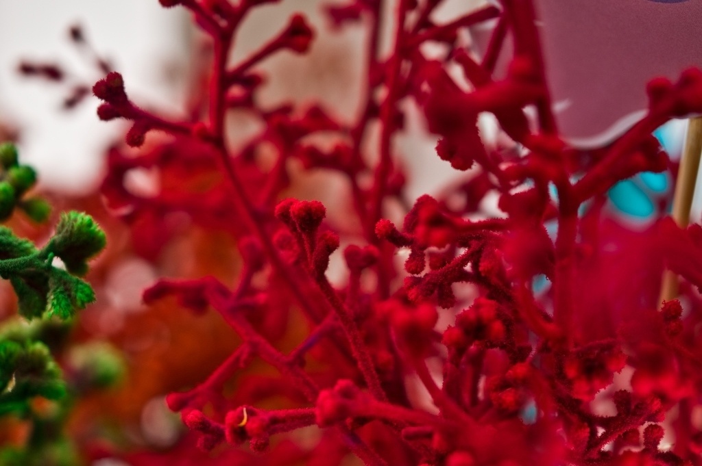 festa de aniversário fundo do mar | Dedos de anjo foram algumas das plantas naturais usadas na decoração dessa festa de aniversário com tema fundo do mar - Renata e Yuri Fotografia